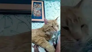 Ласки кота 😻.