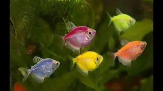 An essay on how I spent my winter aquarium holidays.