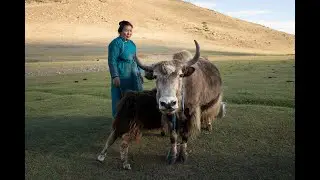 Regenerating Mongolian Grasslands: A Savory & ADRA Partnership
