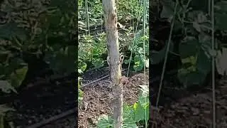 Японские огурцы