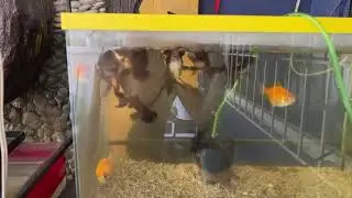 Mga alaga ko - Blood Parrot 