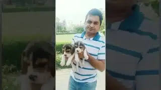 Top quality Beagle pups|शानदार  Beagle पपी 