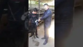 QOYDI SOTIB OLISH SIRI