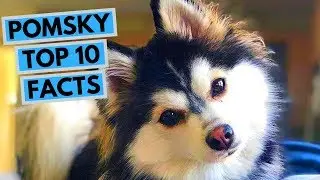 Pomsky - TOP 10 Interesting Facts