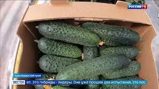 Уникальные технологии российской селекции овоще защищённого грунта