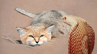 The Mysterious Desert Cat who eats Snakes and Scorpions