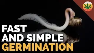 100% GERMINATION FAST AND SIMPLE STEPS