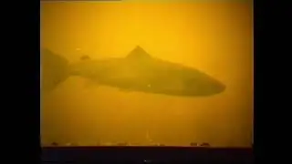Aigas Salmon Ladder Viewing Tank 1989 Archive
