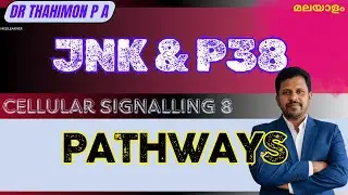 JNK pathways P38 pathways Intracellular Signaling Pathways Malayalam