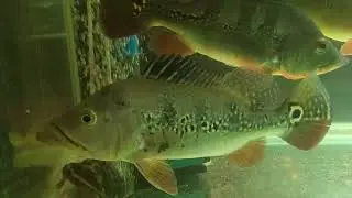 Ep. 37 Night viewing Orinoco Peacock Bass
