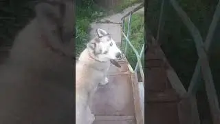 Разные приключения Песиков😉🐾🐾🌳🍀🏞🌄 Adventuresome Doggos😃👀🐾🐾🏞🌄🌿