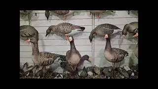 Обзор Белолобый гусь робот Duck Mania