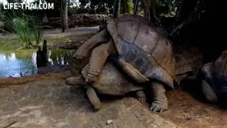 Слышали, какой звук издают гигантские черепахи во время...?!