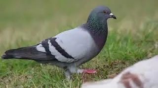 Como treinar um pombo correio