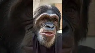 I’M PROUD OF YA #theovon #proudofyou #proud #hard #theovonclips #comedy #chimpanzee