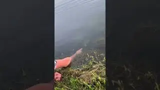 hillbilly hand fishing 😮 
