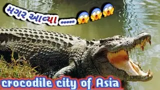 બીજા સીટી માં શેરીઓમાં  કૂતરાઓ ફરતાં હોય  તેમ   વડોદરા માં ચોમાસામાં  મગરો 🐊 ફરતાં હોય |  Baroda