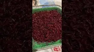 Мотыль до и после пробивки через сито