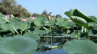 Лотосы в дельте Волги