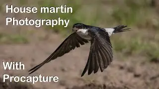 Capturing House Martins Collecting Mud for Nests with the OM1 Mk2 and Procapture.