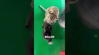 #lovely #animals #animalas #dog #love #short #funnyshorts #cute #shortvideo