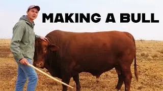 Making A Bull | Farming in South Africa