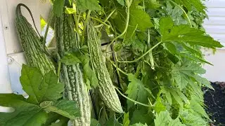 Ampalaya