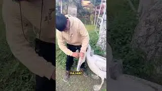 Bird hides animals in its beak 😳
