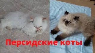 Персидские котята Купить Персидские коты Персидская кошка Котята 