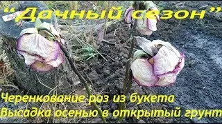 Черенкование роз из букета