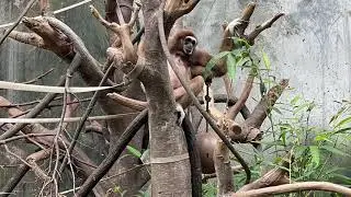 Ecology zoo tour