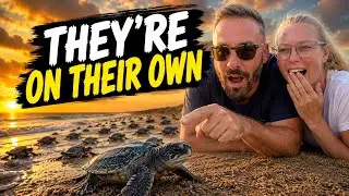 Turtle Conservation Sri Lanka: Emotional Baby Turtles Released to the ocean