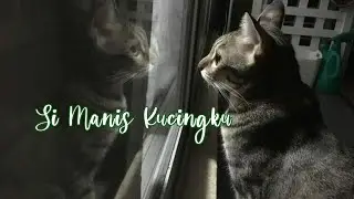 Si Manis Kucingku || lagu anak Indonesia, cantik kesayangku