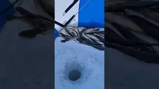 Сахалин - 3 марта закрытие зимнего рыбного сезона 