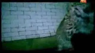 Kim Wilde - Be wild