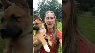 A puptastic workday!