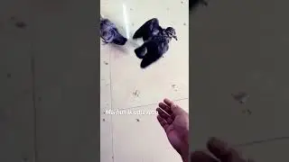 Bird flying 🐦 🕊️ 