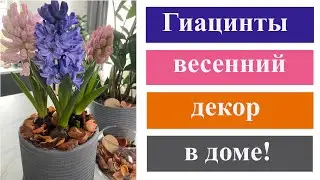 Гиацинты. Весенний декор в доме! Временно сажаем, потом сохраняем!