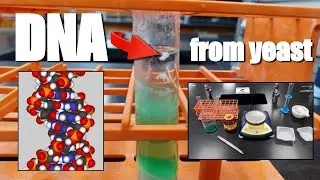 DNA Extraction - AP Bio Lab 1.6