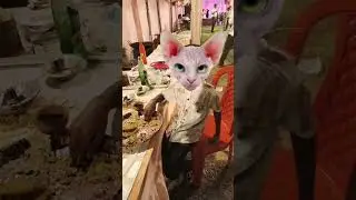 dhinka chika dhinka chika 😄😃 