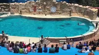 Sixflags México Delfines