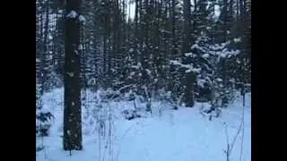 Лайка  