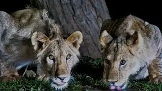 Lions Drinking At Lentorre Waterhole