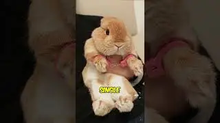 Clumsy Rabbit 😍
