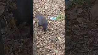 Грач 