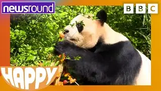 Happy News: Giant panda's birthday, dog yoga & more! | Newsround