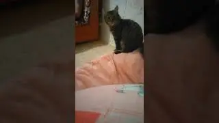 Напалъ кот тиран