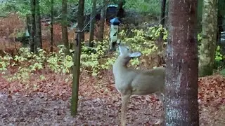 Deer Trick or Treating 🎃🦌