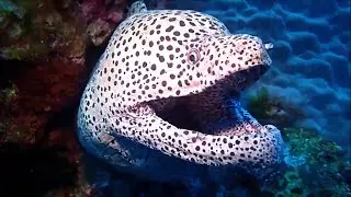 Meet Coolest Deep Sea Creatures - Islands Sea Underwater Diving Trip
