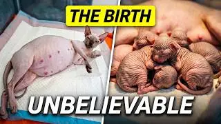 Don't Click If You Are Sensitive - Sphynx Cat Giving Birth to 5 Gorgeous Kittens